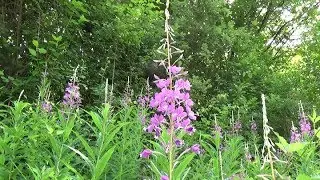 L'EPILOBE EN EPIS, ancienne plante de survie
