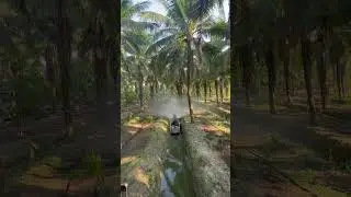 Aromatic Coconut Farm in Thailand #sustainable #agriculture #coconut #farming #youth