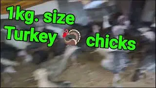 Turkey 🦃 chicks 1kg. Size available for sale 8103145060  tausif agro farm Madhya Pradesh Chhindwara