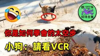 翻车现场合集｜搞笑萌宠的一些迷惑行为（第三期）Cute Pets Being Confusing 😂 | Epic Fail Compilation Part 3