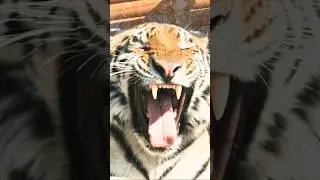 Тигр говорит то, что мы боимся признать: &laquo;The most dangerous prison is the one in your head&raquo; #tiger