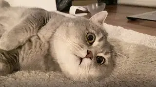 A cute sea cucumber cat is looking at you !!｜DaidaiDiaGou 呆呆嗲狗