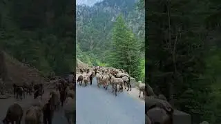 #viral #subscribetomychannel #youtubeshorts #love #beautiful #naturelovers #allah #sawan #green