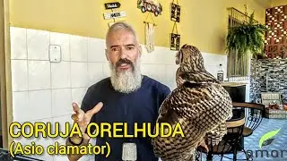 Asio clamator (Coruja Orelhuda) - Reabilita&ccedil;&atilde;o e Soltura