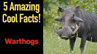 5 Fascinating Facts About Warthogs
