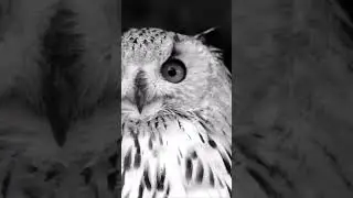 OWL THEME SONG #owl #themesong #musicproduction #parody