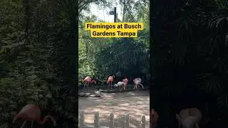 Flamingos being flamingos at Busch Gardens Tampa #shorts