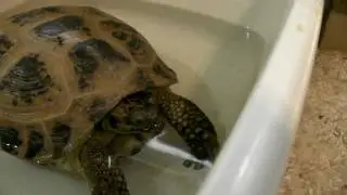 Tortoises Lara and Masha wake up from Hibernation, Masha Blows Bubbles.
