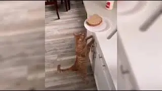 CUTE CAT FAIL - BEST CAT FAILS COMPILATION OF 2021