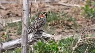 Amazing! There were over 50 Lapland Longspurs in a corn field in Niagara!