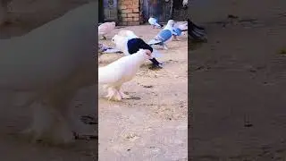 Satinette Pigeon Breeder #kabootar #kabootarloft05 #vlog #shorts #pets #love #minivlog #pigeonbreed