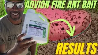 Best Fire Ant Killer for Lawns | How to use Advion Fire Ant Bait Like a Pro!