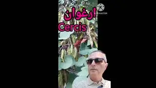 درختچه ارغوان Cercis