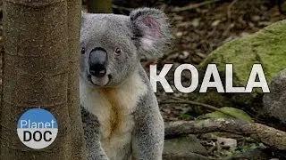 Факты о коалах | Дикие животные - Planet Doc Полные документальные фильмы