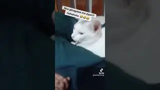 Smelling his 🍑 😹 #cat #shorts #fyp #funny