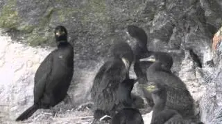 Shags on nest ledge