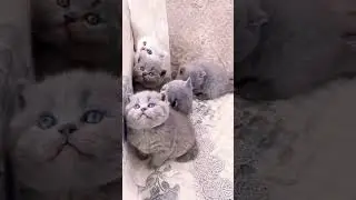 Cute Cats 💞 #meow #shortvideo #animal #kittenviral #cat #kitten #catlover #cutecat #billi #catvideos