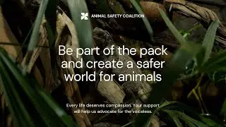 Nexa Websites | Animal Safety Coalition &ndash; Building a Safer Future, Together