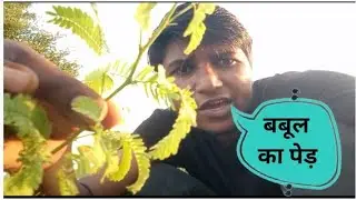 बबूल का पेड़ |babool ka ped | vlog by Shivraj panchal | new vlogs| babool ki lakdi | blog video |
