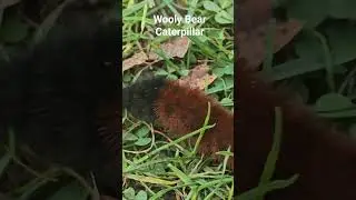 Wooly Bear Caterpillar (Isabella Tiger Moth)