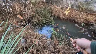 LEMPAR UMPAN DI KOLAM TERBENGKALAI !! Mancing ikan teknik kumbul umpan roti klik