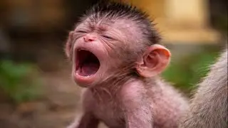 🔴 LIVE: Unbelievably Cute! Baby Monkey Smiles Nonstop 😍