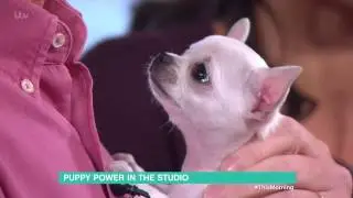 Phillip Makes a New Puppy Friend | This Morning