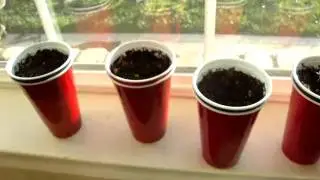 Organic Heirloom Tomato Sprouts