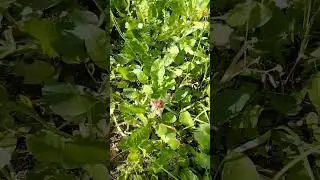 Natur Garten Rundgang - Herzgespann Rosenlauch Topinambur Pappel  Anfang Juni 2024 Leonurus Cardiaca