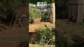 Brys Caves 5 Star Resort In Jim Corbett | Cave Theme Resort In Jim Corbett | Luxury Amenities