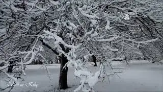Malatya haftalardır yağıyor kar kayısı bahçelerine