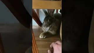Flemish Giant Rabbit SUPER FAST CLAWS