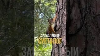 Белка и орехи. #shortsvideo #белка #животные #природа #жизнь #beauty #music #грызуны