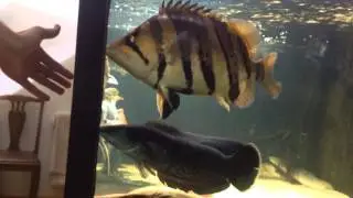 Datnioides microlepis, indonesian tigerfish