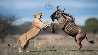 TULA and BRAMBLE's UNBELIEVABLE Friendship Story @wildaiw #wildlife #wildlifeconservation