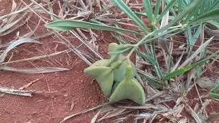Conhe&ccedil;a a catuaba do cerrado vega tesa