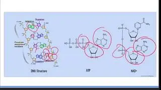 Protein Structure, Amino acid Structure & Essential Biomolecules: Beautiful USMLE Lectures