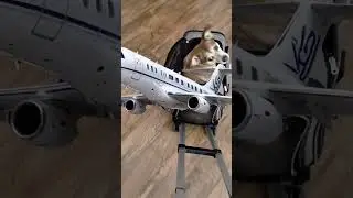 CHICKA'S 1ST FLIGHT: HOW TO PREPARE FOR YOUR  PET'S FLIGHT! #travel #pettraveltips #deltaairlines