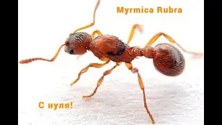 Как поднять муравьёв Myrmica sp. Rubra (рыжая мирмика) С НУЛЯ!