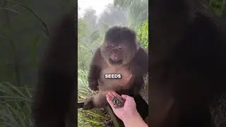 Эта обезьяна на самом деле ЧЕЛОВЕК? (@aroundthemonkey)