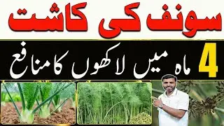 Fennel Farming Guide 2025 | How to Grow Fennel (Sonf) in December for Maximum Profit