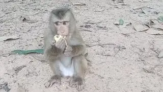 Awwwesome look at Idol monkey eating banana 