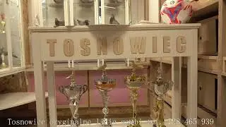 Wystawa szybkich gołębi linii Janssen tel. 728 465 939