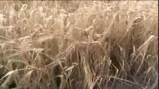 Сбор урожая ячменя