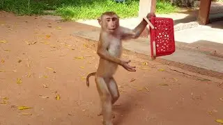 Best cute monkey Yoko carry the basket pick up fruit with mommy /Koko&Yoko official