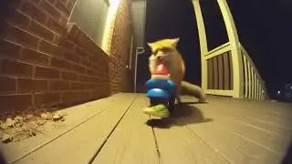 Midnight Fox and the Stolen Gnome