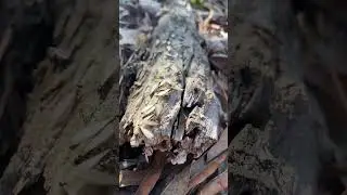 Awesome videos of lives termites swarming and eating wood. A variety of pest control videos.