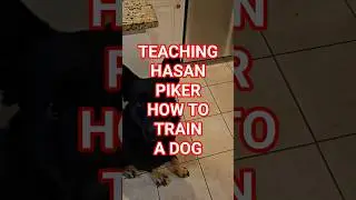 Обучение Хасана Пайкера ПРАВИЛЬНОЙ дрессировке собаки #hasanpiker #hasanabi #collargate