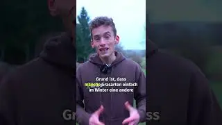 Gelbe Halme im Winter- warum? 🌿 Poa Supina und Poa Pratensis #foryou #gras #rasen #unkraut #ungras