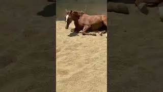 Funny horse rolling! #horses #funnyhorse #pets #fyp
